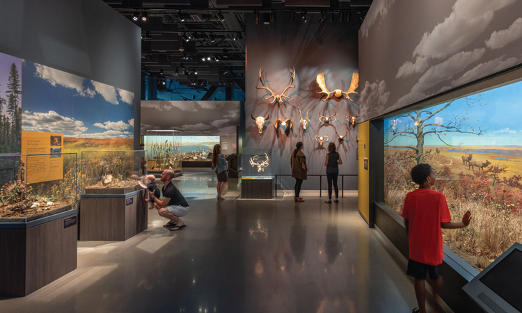 Bell Museum