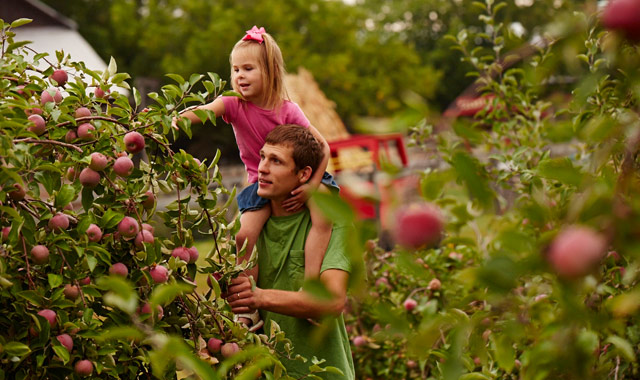Visit an orchard